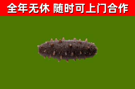 武川县回收海参干
